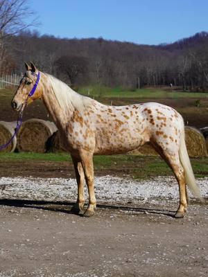 Pokémon #fyp #gaited #appaloosa #walkaloosa #ewhtrailhorses 