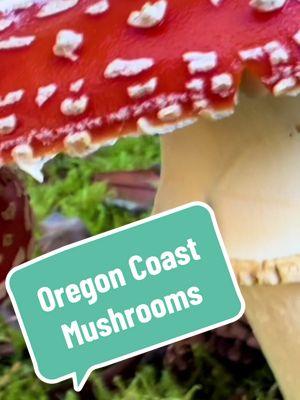 Clip 1 of a 20-Minute Mushroom Nature Meditation on the Oregon Coast. In this episode we ponder the gifts 🎁 we offer our world. #kessiworld #natureconnect #mystictiktok #naturetiktok #naturemeditation #fyp 