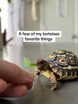 Which ones are your favorite things? 🥹 #tortoise #cuteanimals 