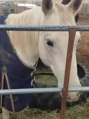 We love you Cannary! ❤️ After a long pain battle, Cannary was unfortunately diagnosed with Ringbone. We made the sad decision to let her go before the winter cold made things worse. She was a countless friend to all the horses and is already missed by everyone at the rescue. #rescuehorse #lovedbyall #youaremissed 