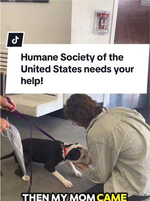 As a doggy who once suffered, I hold the mission of the Humane Society of the United States close to my heart. That's why I’m asking you to join me in supporting their lifesaving work to end suffering for all animals. Make a difference this holiday season and donate to the @The Humane Society of the US via the link in my bio. #HumaneSociety #AnimalWelfare #AnimalProtection