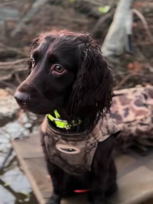 #boykinspaniel #duckhunting #arkansas #boykins #duckdog 