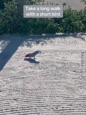 #walkabout #africangreyparrot #beach 