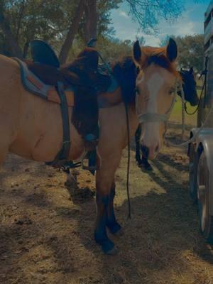 When your yearling wears a saddle for the first time 😂 #ispyaheathen #horsesoftiktok #onasaltystreak #barrelracer 