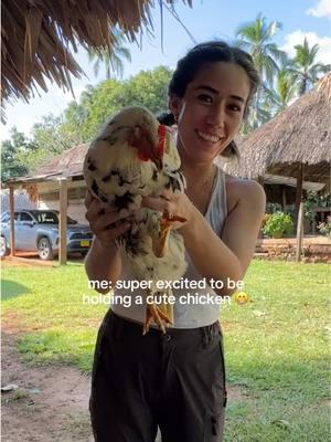 I had NO IDEA abuelita was gonna make chicken soup with it🥹🐥❤️‍🩹 Something I’m definitely not used to is seeing animals before they’re cooked. The first year, they had a PIG, that was being fattened up for Christmas 😩 #colombia #livingabroad #cultureshock #finca #farmlife #latina #spanglish #farm #comidacolombiana 