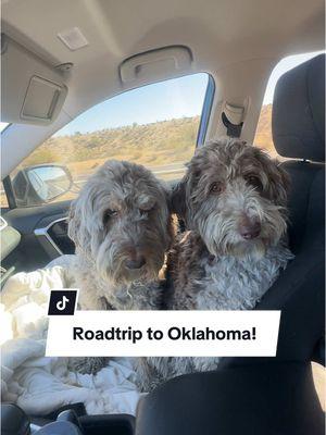 They were so excited to see grandma ❤️ #roadtrip #dog #drivinghome #oklahoma #tulsa #roadtrippin #rescuedog #cutedogs #funnydogs #solotrip #dogmoms #dogtips #roadtrippingwithdogs #fyp 