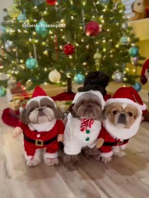 Ready to bring joy and smiles this Christmas!😊🎅🏻🎄 Costumes available by clicking the chewy and amazon link in our instagram bio👉🏻 #readyforchristmas #christmas #dogchristmas #dogsincostumes #dogcostume #dogholiday #cutedogs #santapaws 