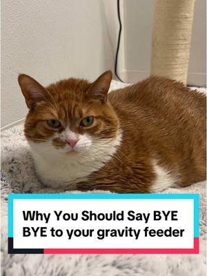 Allow me to influence you to DITCH the Gravity Feeder in 2025! #petangel #catrescue #cats #catownertips #catowner #fatcats #cattips #catsoftiktok #rescue #fyp 