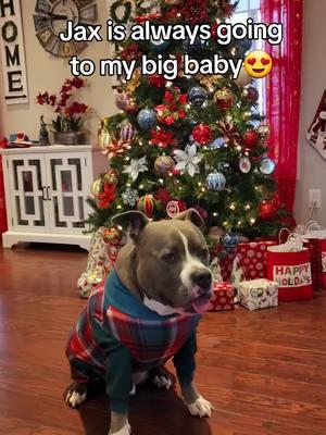 @SPARK PAWS #foryoupage #fyp #fypシ #staffy #PetsOfTikTok #pitbullsoftiktok #pets #dogsoftiktok #amstaff #pitbull #dogs #christmas #christmas2024 #tn #Usa #guyana #ilovemydog #cute