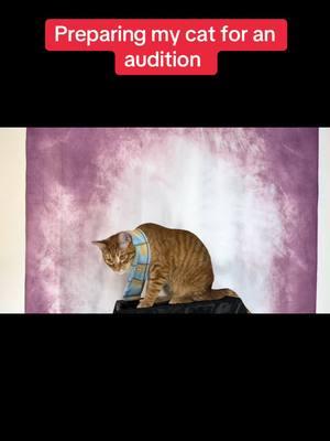 Auditioning with #curio #curiodiaries #curiothecat #actors 