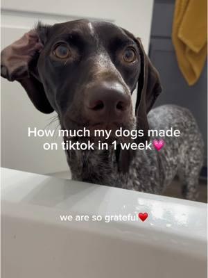 Repost bc I just realized the sound cut off halfway through😭 #dogvideos #puppyvideos #velcrodog #clingypet #dogmom #cutedog #puppy #puppylove #dogsoftiktok #dogsvideo #germanshorthairedpointer #puppytok #puppylife #funnydog #gsp #gspoftheday #gspsoftiktok #gsppuppy #petinfluencer #doginfluencer 