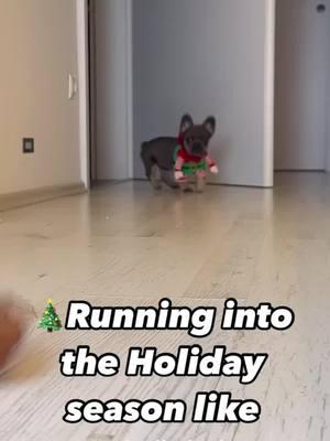 The Holiday Season is finally here!  #frenchiereels #frenchiepuppy #frenchiedaily #frenchievideos