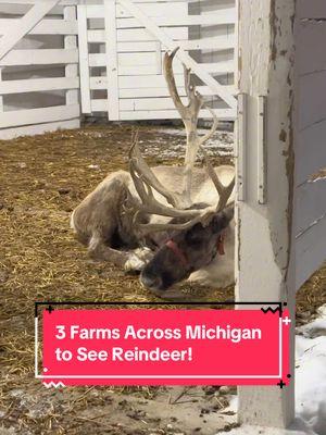 🦌💕Did you know that all of Santa’s reindeer are female?  ✋Learn this and more fun facts about reindeer by planning a visit to one of the three farms with reindeer across Lower Michigan!  ⬅️⬆️➡️There’s one in West, Mid, and Eastern Michigan so chances are there’s one convenient for you to visit on a festive day trip! ⬅️𝗪𝗲𝘀𝘁𝗲𝗿𝗻 𝗠𝗶𝗰𝗵𝗶𝗴𝗮𝗻: 🦌Reindeer Ranch (2921 North 6th Street, Kalamazoo) 👫Owned by Gary & Carol Borton since 1999 ⏱️Offers timed guided tours (30-45 minutes) with a presentation about reindeer, photo opportunities, and a chance to pet reindeer! 🎅Includes a lit walk-through trail to visit Santa and hot cocoa. 🗓️Open until January 5th, 10 am-6 pm. 🎟️Admission: $10/person (weekdays), $15/person (weekends) for ages 2 and up. ⬆️Mid Michigan: 🦌Rooftop Landing Reindeer Farm (2706 East Stevenson Lake Road, Clare) 💈Open since 1991, welcomes all ages. It’s like a mini North Pole! 🤠Features reindeer, mini highland cows, alpaca, new this year, a sloth! Feed cups available for reindeer feeding. 🎅Santa visits at select times. 🚂New this year is the Puffer Express Miniature Train Rides ($3/person). 🗓️Open until December 23rd, 10 am-9 pm. 🎟️Admission: $11/person (tickets available online and at the door). ➡️Eastern Michigan: 🦌Grandpa Tiny's Reindeer Farm (7775 Weiss Street, Frankenmuth) 🤠Grandpa Tiny’s Farm was founded in 1938 by William ‘Tiny’ Zehnder. 📸During the holidays, the farm transforms into a North Pole experience with interactive activities and photo opportunities. 🎅Visit Santa in his sleigh, see reindeer in the field and barn, and interact with other farm animals (ducks, turkeys, peacocks). 💻Timed tickets available online. 🗓️Open Saturdays and Sundays until December 22nd. 🎟️Admission: $17.25/person (ages 5 and up), kids 4 and under are free. ✍️Have you visited any of these three before? How was your experience? Leave us a comment with your thoughts below! 📌And if you haven’t visited yet, save this post to help you plan your experience!   Thank you @Explore Michigan More for collaborating on this one!!   #michiganreindeer #reindeerinmichigan #michigananimals #michiganchristmas #animalencounters 