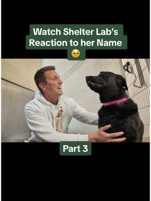 Watch Shelter Lab’s Reaction to her Name 🥹 | Part 3 (final) #fyp #foryou #shelterdog #animalshelter #rescuedog #dogs #adoptdontshop #labrador #adoptme 