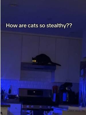 Imagine, coming home, and seeing something move at the corner of your eye, and it’s your cat high up.  #catmomlife #blackpetsoftiktok #salonetiktok #sierraleonetiktok🇸🇱 