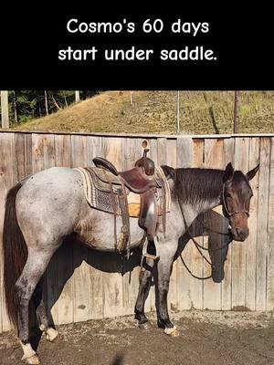 Cosmo's 60 day start under saddle. Chase progress NOT perfection! #justbeyou #real #dreambig #noexcuses #barrelracer #barrelhorse #horsetrainer #smallsteps #consistencyiskey #buildconfidence #neverstop #giveityourall #lovetheprocess #trusttheprocess #itsallornothing #coltstarter #luckyahorsemanship #stayhumble #noregrets 