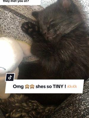 Replying to @Baeli Rose THAT MAKES SENSE! Ive had my baby since she was itty bitty so perhaps!!  Heres a cutie video of her as a baby; sleeping in my lap. 🐈‍⬛🫣🙈🙈🫶🏻🫶🏻 #kitten #kittensoftiktok #catsoftiktok #catmom #catmomlife #catmoms #bottlefed #baby #ilovemycat #clingy #furbaby #clingypet #furbabymom #adorable #cute #cuteness #cutenessoverloaded #cutenessoverload #tiny #tinykitten #ittybitty 