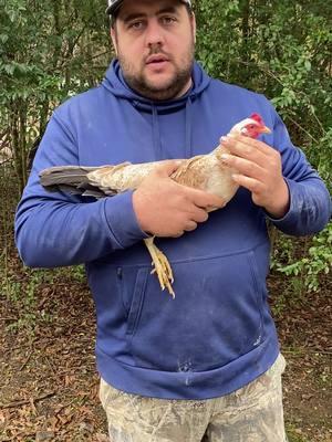 Choice of Bennett pullet-Bennett stag-Proven bf/grey-Ylh 20 donation 25 spots#gamefowlbreeder #gamefowlmexico #gallodecombate #gallosworld #gamefowllife #gamefowlbreedersofamerica #fowl #gamefowlbreeders #gamefarm 