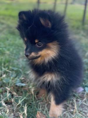 Duchess is such a sweet little girl. We can't get over how cute they all are! We have 1 puppy left! Visit www.pomfulloflove.com for more information on these cuties! #Pomfulloflove #Pomeranian #puppy #pomeranianpuppy #pomeranianoftiktok #fyp #foryoupage #viral #pov #dogsoftikok #petlife #petlover #dogmom #animallover #dogs #puppies #animals #puppytiktok #weridpets #ilovemyfurbabies #newpuppy #happy #trend #cute #pet #puppiesoftiktok #puppylove #fluffypuppy #fluffypets #thankfulfor #thankful #PetsOfTikTok #Love #pomeranianlove #puppylove #doglife