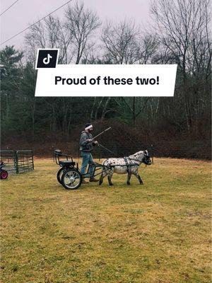 Proud of these two🩷 #minihorse #miniaturehorse #horsetok #pets #animals #horsetraining #fyp #fyp #leopardappaloosa #appaloosa #farmlife #pony #horsegirl