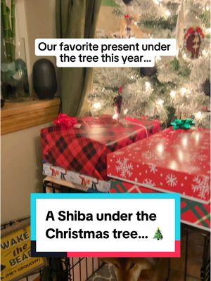 🎄Our favorite present under the tree… All he needs is a bow 🎁 #christmaswithdogs #dogmoms #holidaydog 