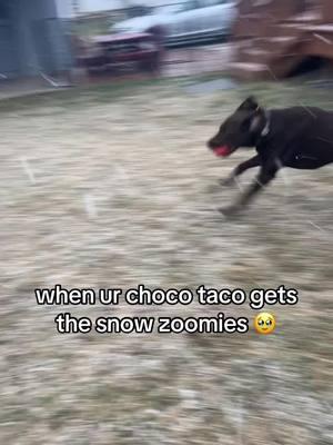 when ur choco taco gets the snow zoomies 🥹 #chocolatelabrador #labrador #chocolatelab #labradorretriever #dogsoftiktok #labsoftiktok #chocolatelabsoftiktok #dog #labradorsoftiktok #labs #labradors #puppy #lab #labradorpuppy #chocolatelaboftheday #dogs #talesofalab #labradorable #labradorlove #labradoroftheday #labsoftiktok #chocolatelabs #worldoflabs #doglife #dogoftheday #laboftheday 