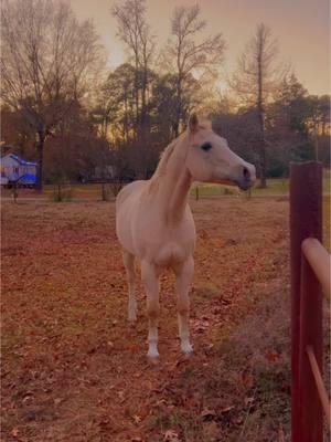 She has way too mich sass for. 28 year old!😂 #sassythepalomino #queenpalomino #palominoqueen #palomino #horse #horses #horsesoftiktok #horsesontiktok #horsetok #horsetoker #equine #fyp #foryoupage 