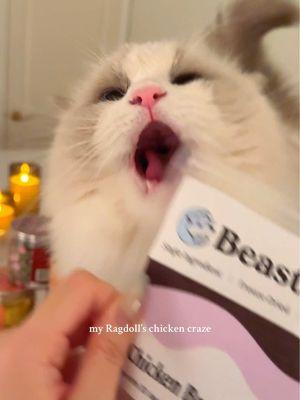 yeah… so the chicken finally arrived 😂 Bennett’s sooo picky but he could eat his whole body weight in these… picky picky ragdoll  Anyway, @Beasts Feast 🏷️ BENNETT10 for 10% off if you like 🥲   #cat #cats #ragdoll #ragdollcat #ragdollcats #chaos #funnycats #catsoftiktok #catfood #cattreats #chaoticpets #chaoticenergy #catcontent #catfyp #spoiledcat 