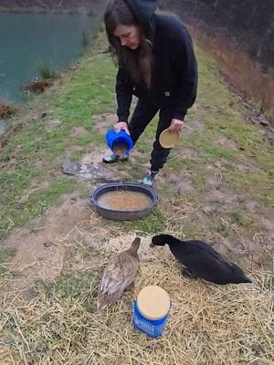 Feeding the neighbors ducks #narrowayhomestead #offgridlife #goodneighbors #ducks #animalcare #pond