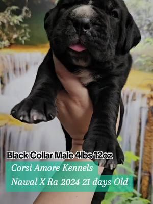 Quality is never an accident, go hard or go home!! #corsiamore #corsiamorekennels #canecorso #italianmastiff #puppiesmakemehappy #406 #406montana #406dreamin #406living #puppyculturebreeder #goodbreeder #mawoopets  I do not own rights to this music. 