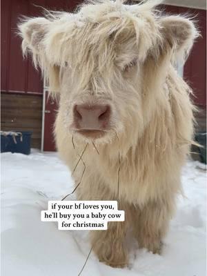 i don’t make the rules🤷🏻‍♀️ #foryourpage #fypageシ #highlandcow #christmas #cowsoftiktok #giftideas #animallover #PetsOfTikTok #cutenessoverloaded #cutebaby #christmascountdown 