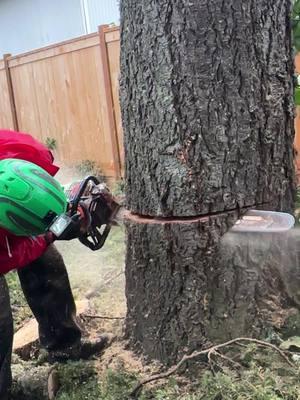 Dropping a HUGE FIR Tree #chainsaw #treeservice #treeworker #arboristsoftiktok #treework #guiltyoftreeson