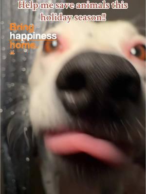 It's the most wonderful time of the year... to make a difference in the lives of homeless pets! Did you know that if just 6% more families adopt instead of shop, we could end the killing in America's shelters? Your generosity can help make this dream a reality! Donate to Best Friends Animal Society today and your gift will be TRIPLE-MATCHED (up to $2 million)! Click the link in their bio to donate now!! @Best Friends  Let's bring love, light, and comfort to those who need it most this holiday season! #AdoptDontShop #BestFriendsAnimalSociety #HolidayGiving #MakeADifference #SaveThemAll #BringHomeLove 