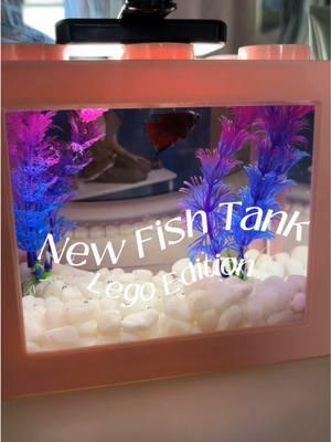 Ryu is happy 🩷🫧  #fishtank #betta #foryou #fyp #trending #fish #pink #girl #Vlog 