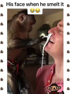 #monkey#monkeys#monkeybaby#babymonkey#cutemonkey#cute#adorable#ape#gorilla#monkeyss#Love#happy#relaxing#cool#animal#animals#cuteanimals#animalsoftiktok#monkeysoftiktok#funny#funnymonkeys#funnyanimals#loving#petmonkey#petanimal#zoo#wildlife#bestofmonkeys#spoiled#viral#foryou#foryoupage#fyp#meme#pets#trending#oragutan#chimp#chimpanzee#spidermonkey#gorilla#ape#hilarious 