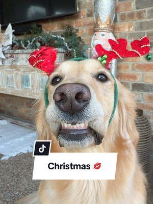 How bout a Golden Christmas 💋  #kiss #puppykisses #teeferstuesday 