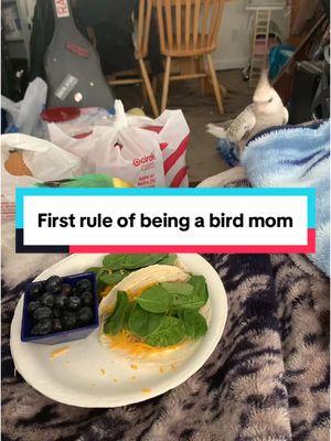 #birdmom #bird #PetsOfTikTok #lovebird #cockatielsoftiktok #food #hungry #chickens #fypシ #abcxyz #funnyvideo #laughing #mommagotfood 