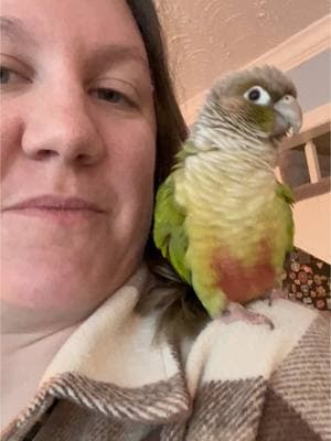 Dancing into the weekend! #angus #angusmcbangus reminder to pre-order your Angus plushie! We are 10 away from our goal! #pet #bird #parrot #conure #animals #greencheekconure #cinnamonconure #cute