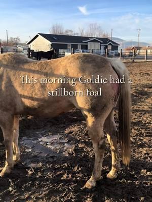 A somber day for Goldie. We are happy she is healthy and we hope to support her the best we can through her grief.  #babyhorse #nursemare #foalloss #pregnantmare 