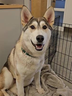 Shelters are stressful places! Let's get these pets home!! #animalshelter #shelterdog #adoptdontshop #dogsoftiktok #fyp #wholesome #Love #husky #pets #happyendings 