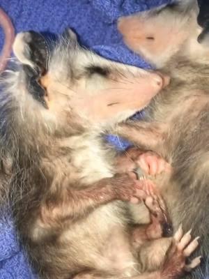 #onthisday opossums are seriously the most precious little angels! Everyone knows this is my favorite age and I’m sure you can see why! #zarigüeya #OpossumNation #animallover #opossumsbeingcute #opossumsoftiktok #babyanimals #opossumsleeping #babyopossum 