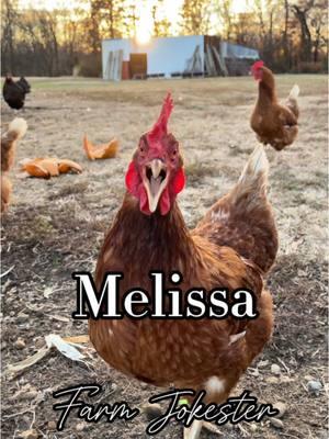 Meet Melissa: The Sassiest Chicken in the Coop  Melissa!, Oh Mellisa!, Melissa!!! #melissa #melisa #malissa #milissa #chicken #chickens #hen #hens #rooster #roosters #roostersofinstagram #nameyellingchicken #chickensofinstagram #backyardchickens #farmjokester #michaelsalerno