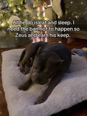 No but seriously how are you dog moms surviving cause between the toys, food, treats, vet bills… ima need to get on the pole. #dogsoftiktok #bullybreeds #pitbullsoftiktok #staffysoftiktok #dogmom 