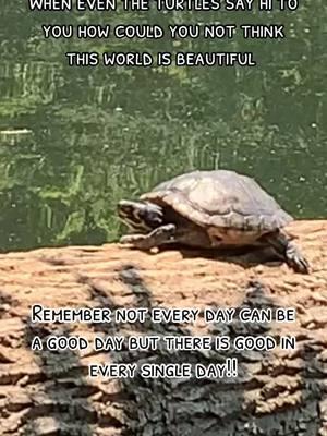 #fyp #turtle #hi #goodday #goodvibes #allaround 