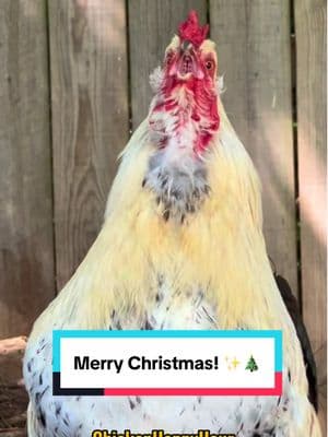 Merry Christmas!!! #merrychristmas #feliznavidad #rooster #chickens #memesdaily #funnyanimals #chickenhappyhour   