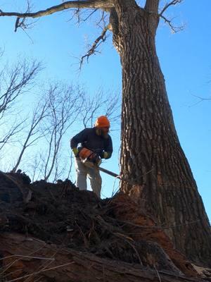 I have made a hole for this to go in but now I have to get it there. I have trouble cutting the ditch side, drops off to quickly. I also have to wait for Chicken (skidder man) to get out of the way. Worrying about not getting the middle, I will bore in the center of my face cut #tree #cutting #Yeahboy #logging #documentary #DIY #vertical #arborist #Reality #logs #woodworking #actionadventure #chainsaw