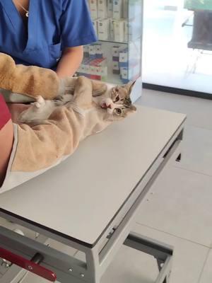 Spicy kitten has an open wound and bites the vet to get relaxed #rescue #catrescuing #angrycat #catsoftiktok #foryou #kitten #kittentiktok #cats #cat #catlover #catattack