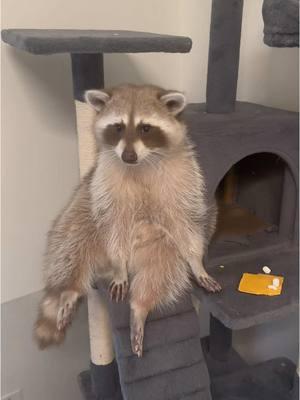 He’s so polite during snack time. 😌❤️ WAIT UNTIL THE END TO SEE HIM DO AN AMAZING CATCH 😂 #raccoon #raccoons #trashpanda #raccoonsoftiktok #raccoonsoftiktok🦝 #animalsoftiktok #exoticpetsoftiktok #pet #blonde #cinnamon #fyp #cute #funny #bento #bentobox #benny #mapache #snack #SnackTime #polite 