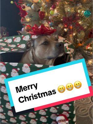 Merry Christmas #fyp #TikToktrend #doglover #skaterdog #viralvideo #funnydog #chris 