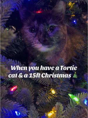 When your need Catmas tree assistance, who do you call… OLAF!! #catinchristmastree #catclimbingtree #merrycatmas #catintree #cattree #catandchristmastree #viralcatvideos #viralcats #christmastree #olaf #olaftotherescue #catproblems #tortiesoftiktok 